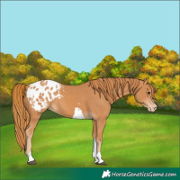 Horse Color:Chestnut Tobiano Appaloosa 