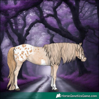 Horse Color:Chestnut Tobiano Appaloosa 