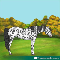 Horse Color:Black Tobiano Appaloosa 