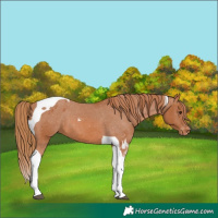 Horse Color:Chestnut Tobiano Varnish 