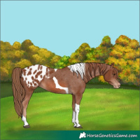 Horse Color:Chestnut Tobiano Appaloosa 