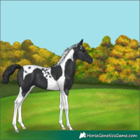 Horse Color:Black Tobiano 