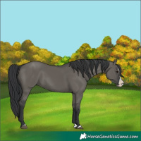 Horse Color:Grullo Splash 