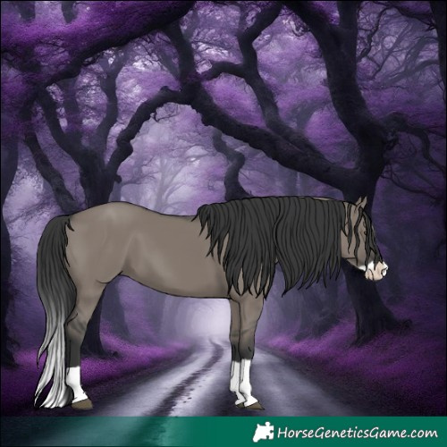 Horse Color:Grullo Splash 