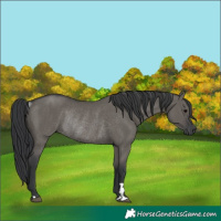 Horse Color:Grullo Rabicano 