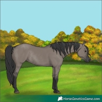 Horse Color:Grullo Rabicano 