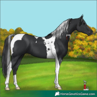 Horse Color:Black Tobiano 