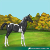 Horse Color:Black Tobiano 