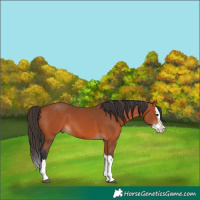 Horse Color:Bay Splash 