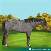 Horse Color:Liver Red Roan 