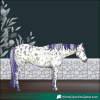 Horse Color:Gray Watercolor White Spotted Bay Appaloosa 