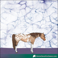 Horse Color:Bay Dun Tobiano Blanket 