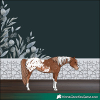 Horse Color:Chestnut Tobiano Blanket 