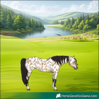 Horse Color:Gray Bay Dun Tobiano Near Leopard 