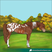 Horse Color:Chestnut Tobiano Blanket 