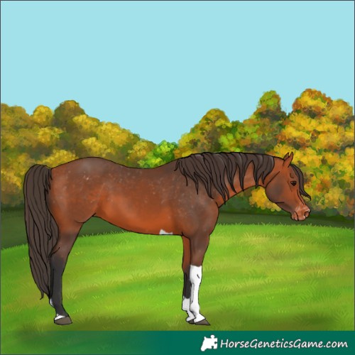 Horse Color:Bay Tobiano Appaloosa 