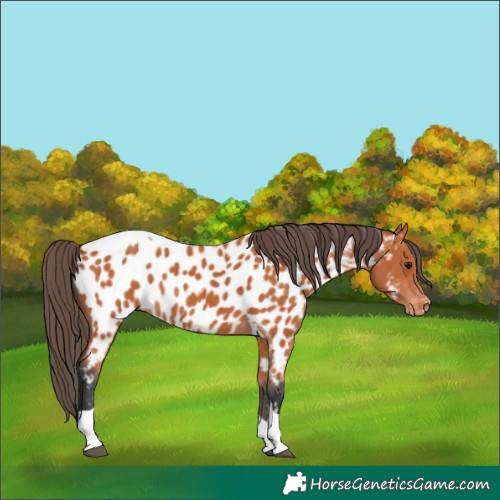 Horse Color:Bay Tobiano Near Leopard 