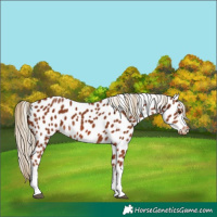 Horse Color:Chestnut Tobiano Appaloosa 