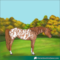 Horse Color:Red Roan Tobiano Appaloosa 