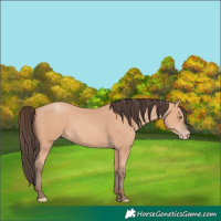 Horse Color:Amber Champagne 