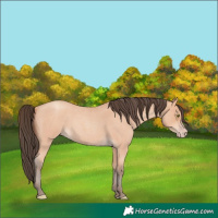Horse Color:Amber Champagne Roan