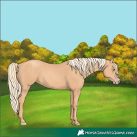 Horse Color:Gold Champagne 