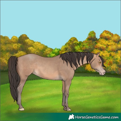 Horse Color:Amber Champagne 