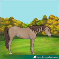 Horse Color:Classic Champagne 