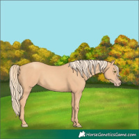 Horse Color:Gold Champagne 