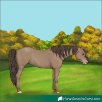 Horse Color:Classic Champagne 