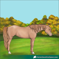 Horse Color:Gold Champagne 