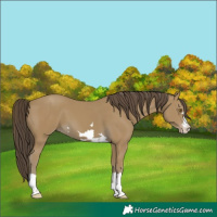 Horse Color:Classic Cream Champagne 