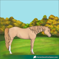 Horse Color:Gold Champagne 