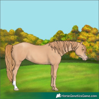 Horse Color:Gold Champagne 