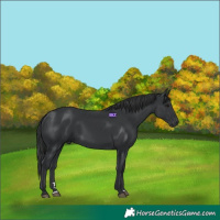 Horse Color:Black 