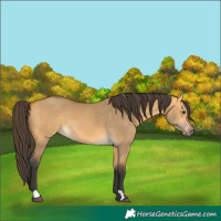 Horse Color:Buckskin Dun 