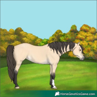 Horse Color:Buckskin Dun 