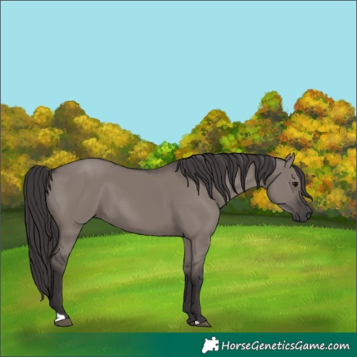 Horse Color:Smoky Grullo