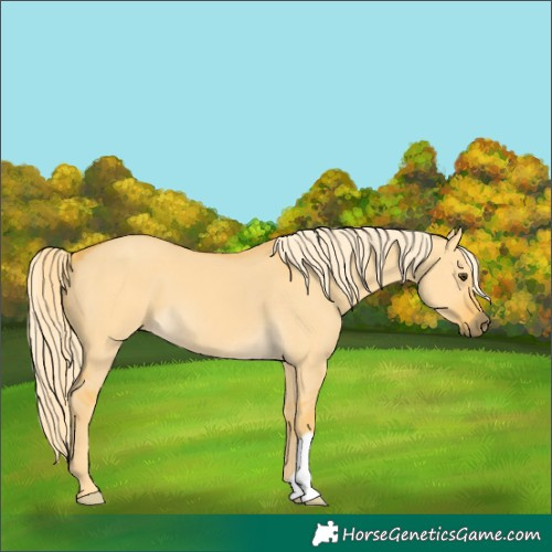 Horse Color:Palomino Dun 