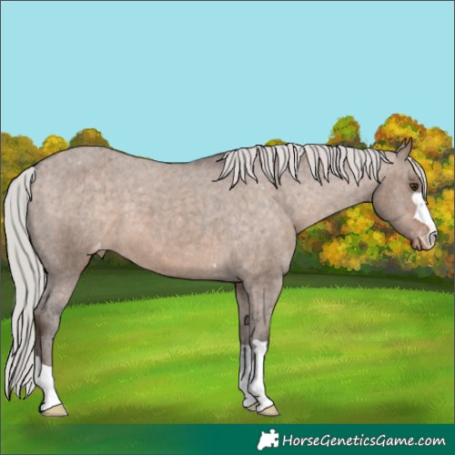 Horse Color:Silver Brown Dun Appaloosa 