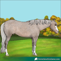 Horse Color:Silver Brown Dun Appaloosa