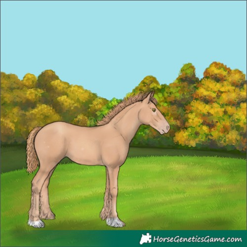 Horse Color:Gold Champagne 