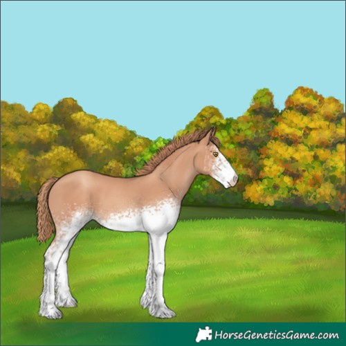 Horse Color:White Spotted Gold Champagne 