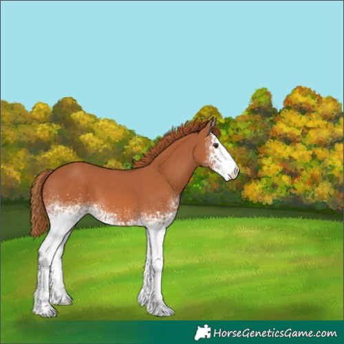 Horse Color:White Spotted Chestnut 