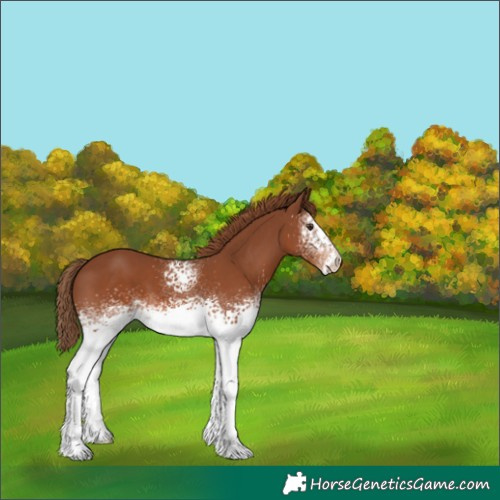 Horse Color:White Spotted Chestnut 