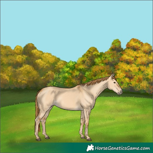 Horse Color:Red Dun 