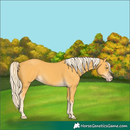 Horse Color:Gold Cream Champagne 