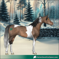 Horse Color:Bay Dun Tobiano 