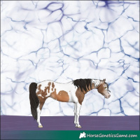Horse Color:Gray Amber Champagne Tobiano Appaloosa 
