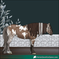 Horse Color:White Spotted Liver Red Dun 